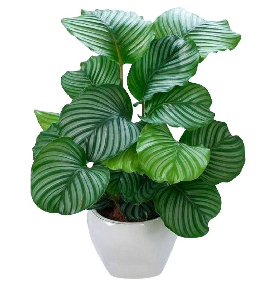 Cây Đuôi Công Xanh